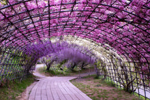 Load image into Gallery viewer, Kyushu Self- Drive Tour 7 Days. From £1325 pp