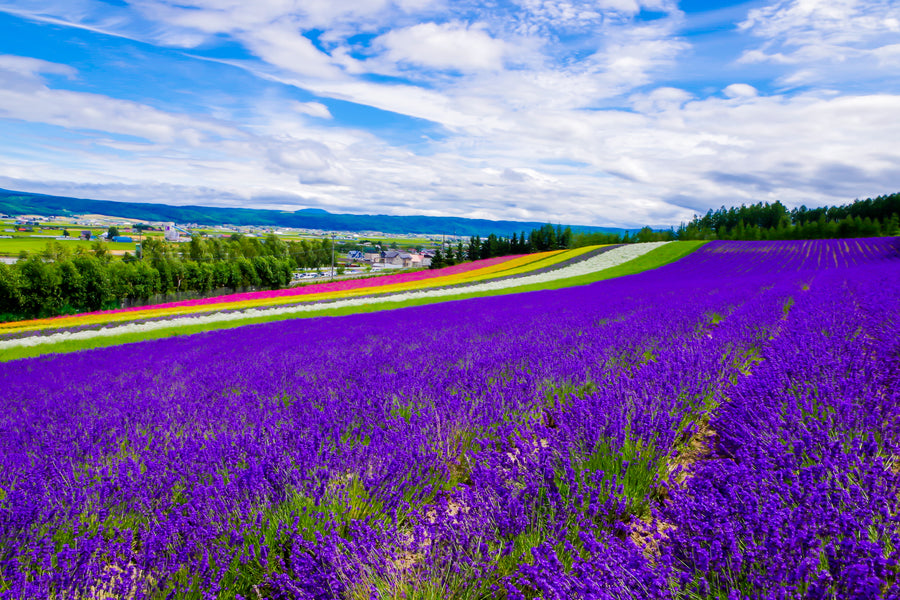 Discover Furano, Japan: A Symphony of Lavender and Spring Scenery