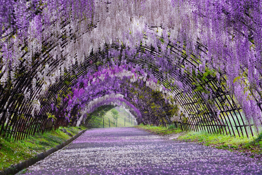 Ashikaga Flower Park